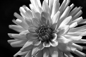 Dahlia Bloom In Black and White